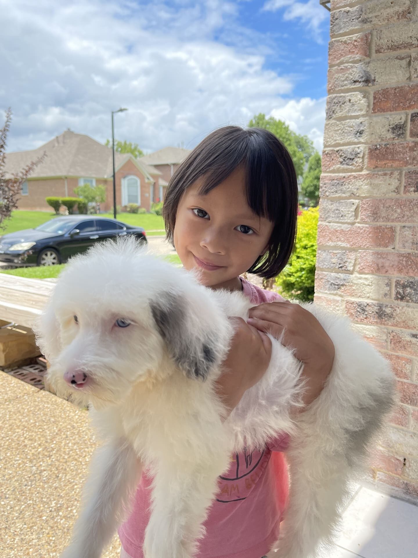 Sheepadoodle dfw hot sale